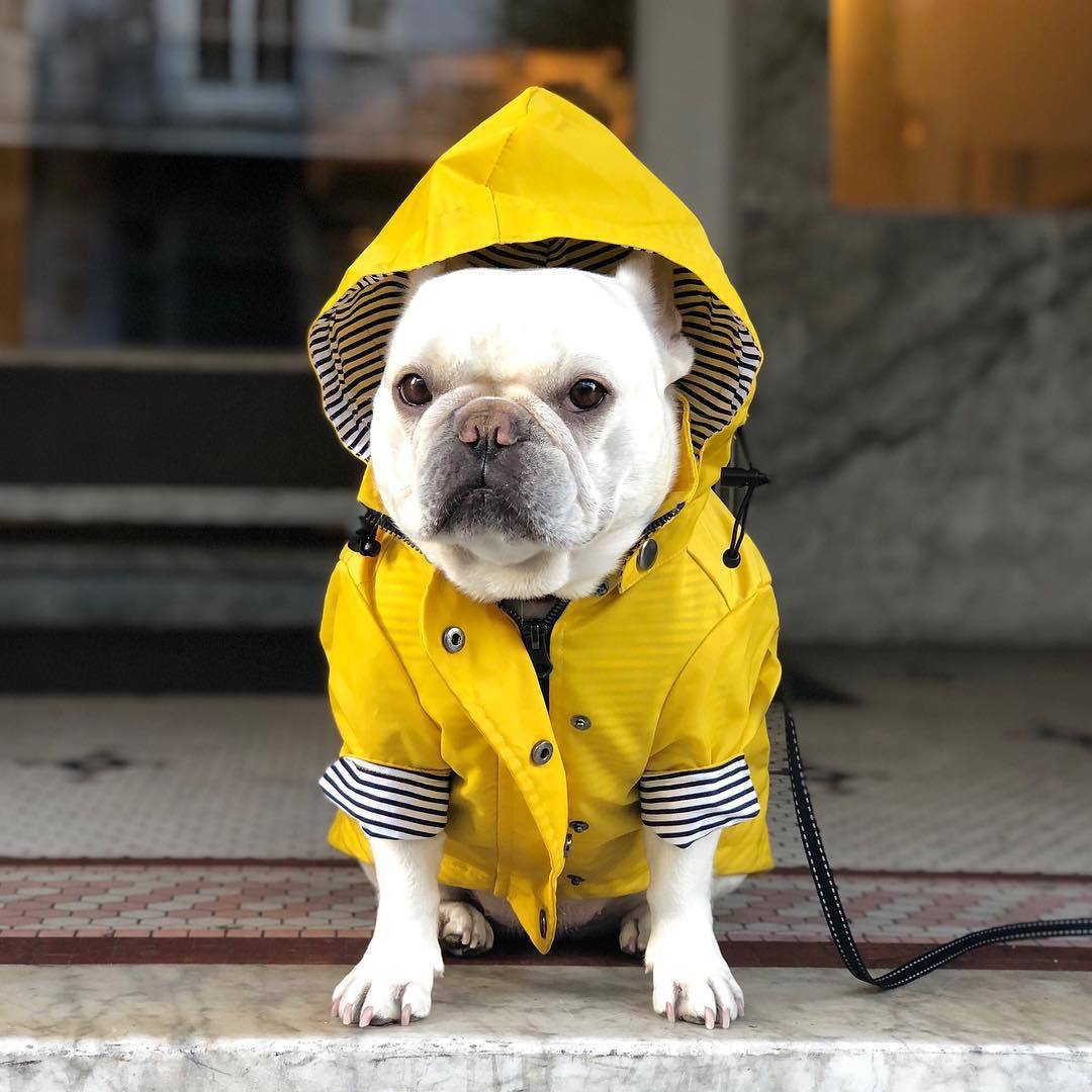 KFX-2427453 Windproof and Rainproof Pet Jacket in Yellow, Casual Style, Made of Polyester and Cotton