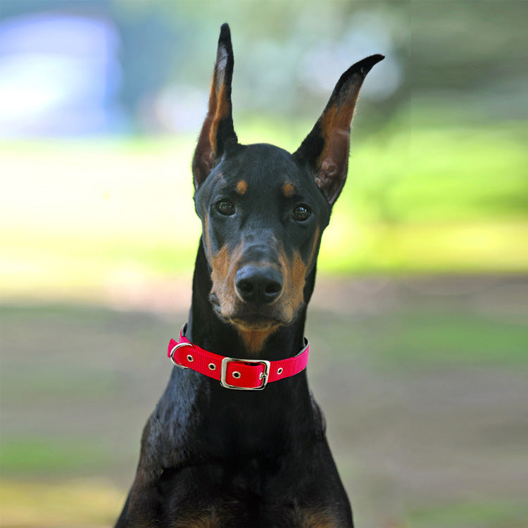 KFX-2446909 Reflective Nylon Dog Collars with Traction Belt - Medium to XL Sizes Available