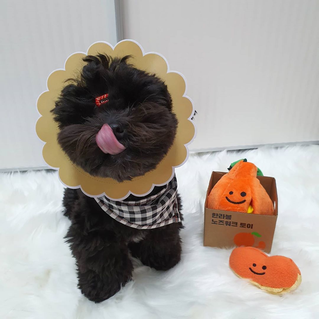 KFX-2468029 Orange Plush Dog Sounding Toy - Sniffing and Play for Dogs