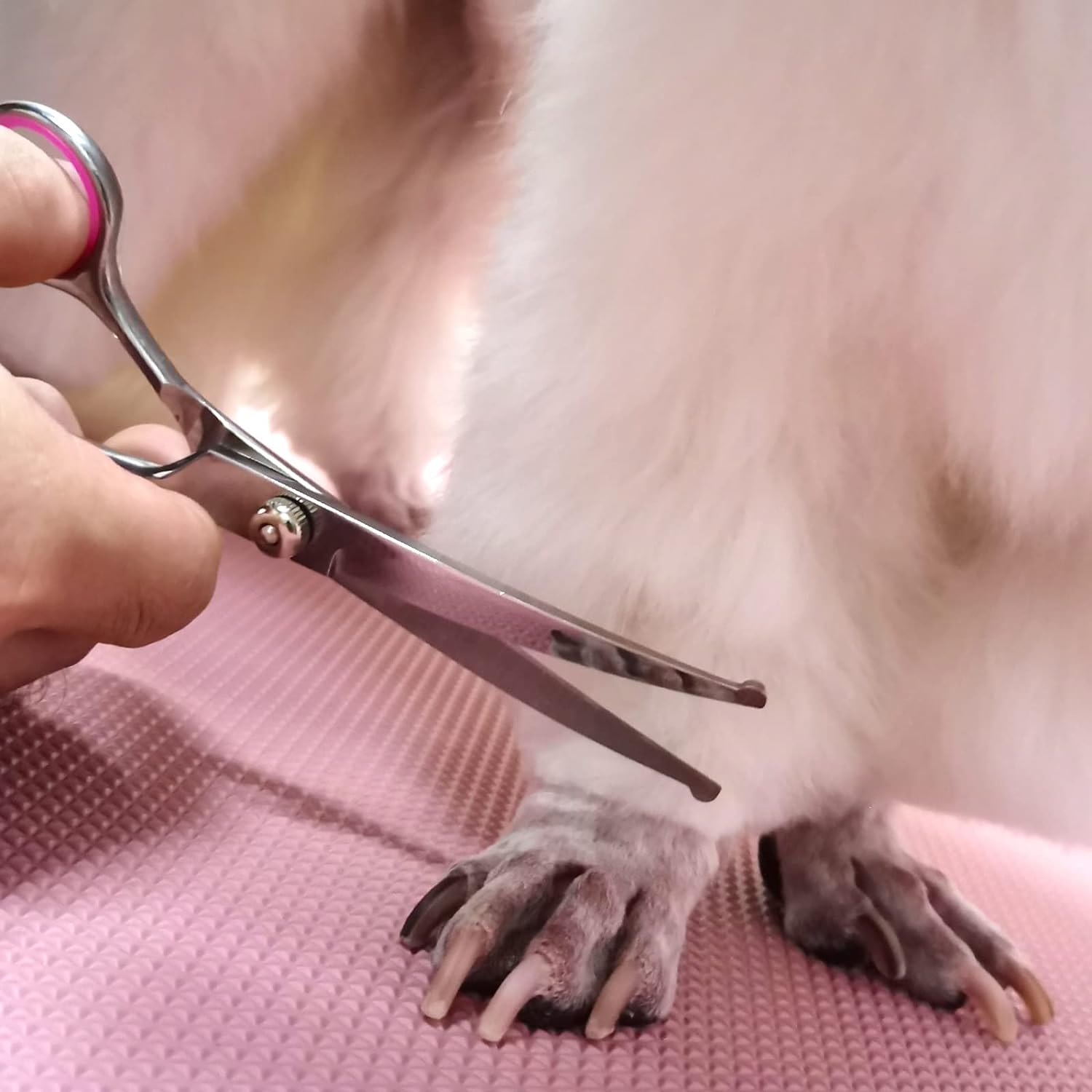 KFX-2471613 Professional Pet Grooming Scissors Set with Safety Round Tips - Stainless Steel Thinning and Curved Shears, Comb Included