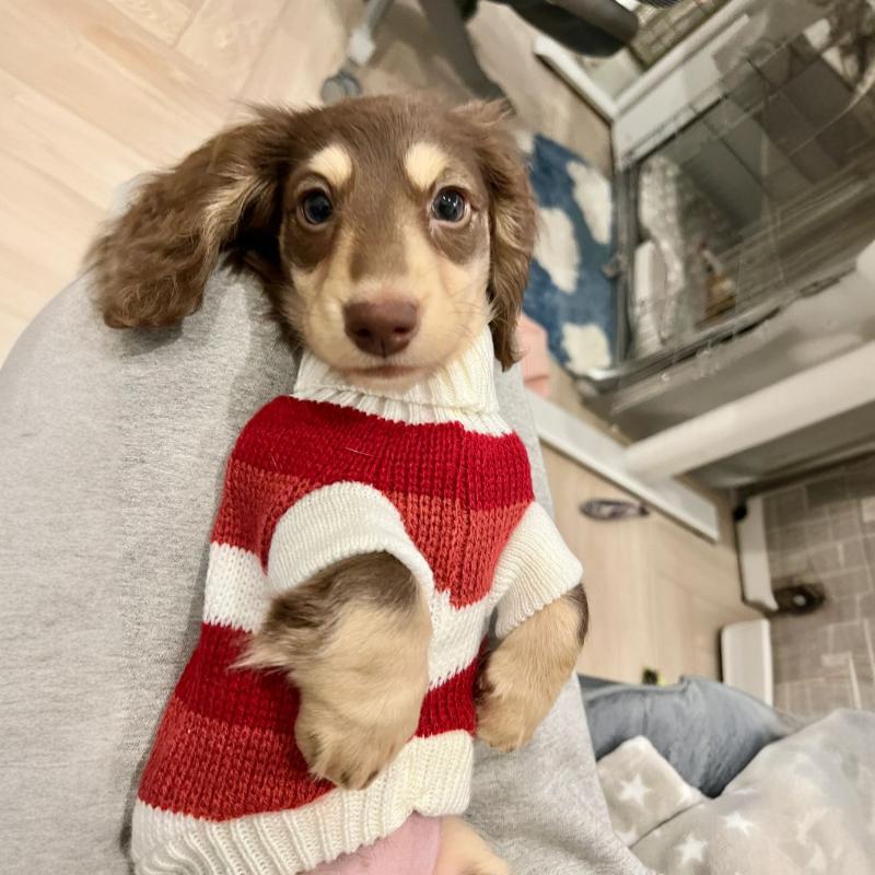 KFX-2472125 Cozy Red and White Striped Sweater for Small Dogs and Cats