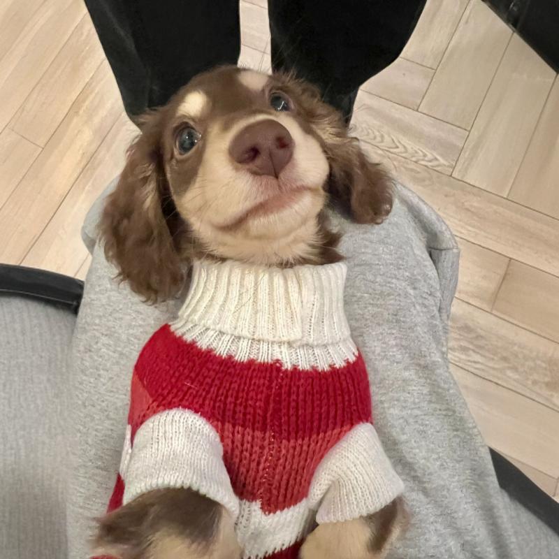 KFX-2472125 Cozy Red and White Striped Sweater for Small Dogs and Cats