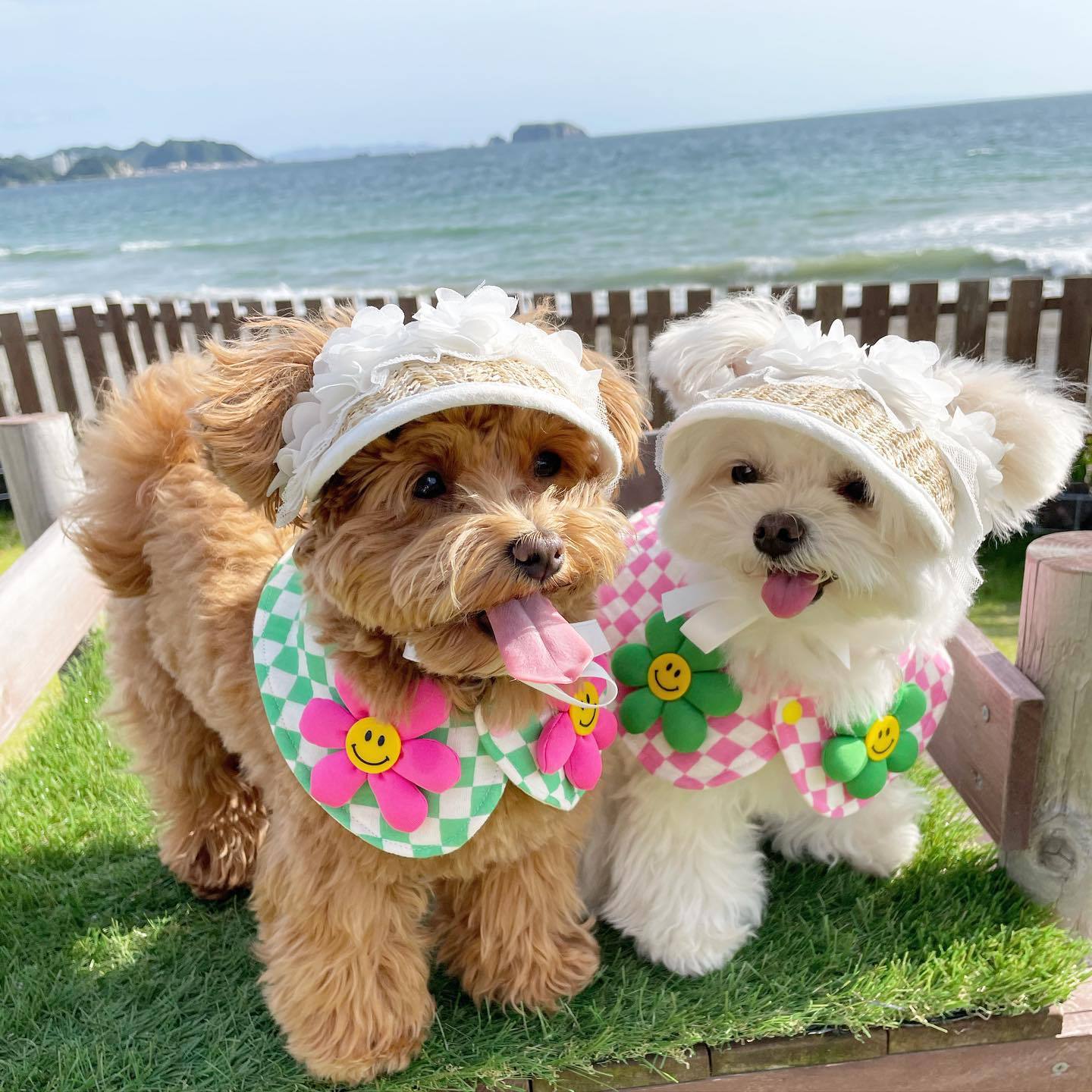 KFX-2688573 Adjustable French Straw Sun Hat for Pets with Elegant Lace and Flower Designs