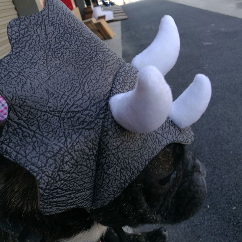KFX-2714045 Triceratops Pet Hat - Fun Dinosaur Costume for Dogs and Cats, One Size Fits All