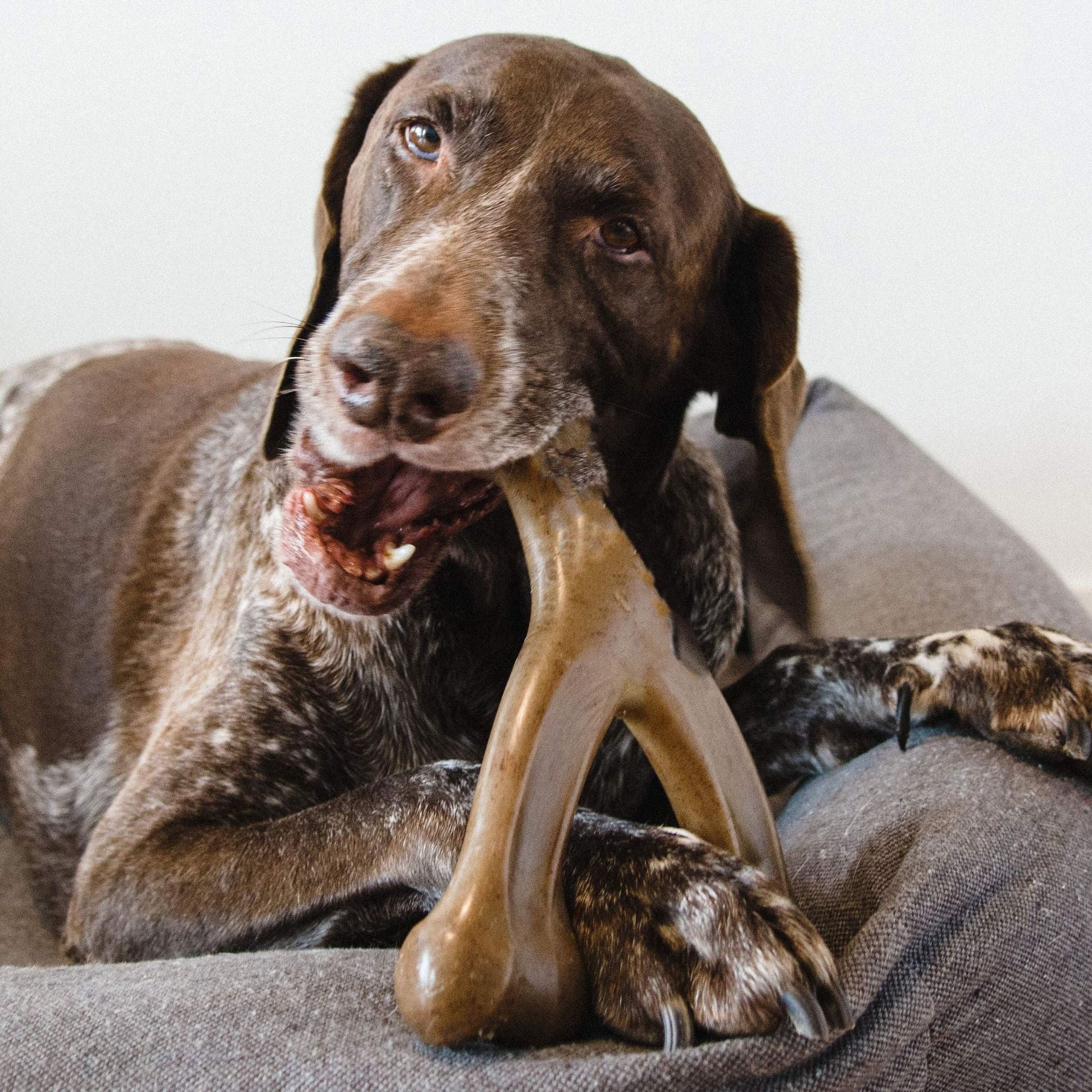 KFX-2783165 Durable Nylon Dog Chewing Stick for Molar Health, Dark Brown Color, Sizes 170mm & 210mm