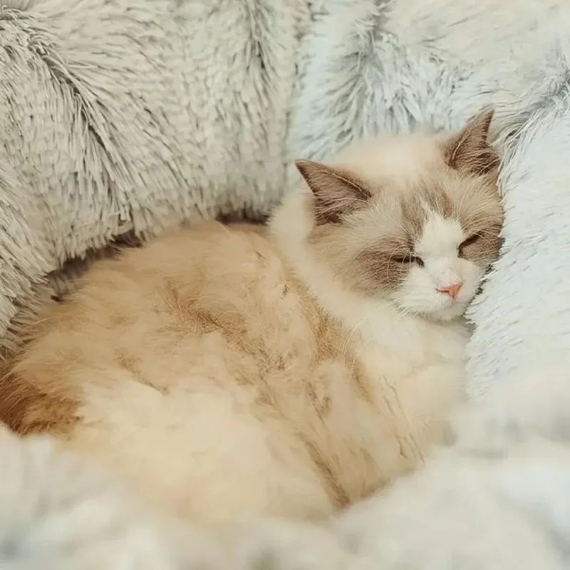 KFX-2817341 Cozy Plush Winter Cat Bed with Warm Cushion - Spacious Pet Basket, 85*85*26cm
