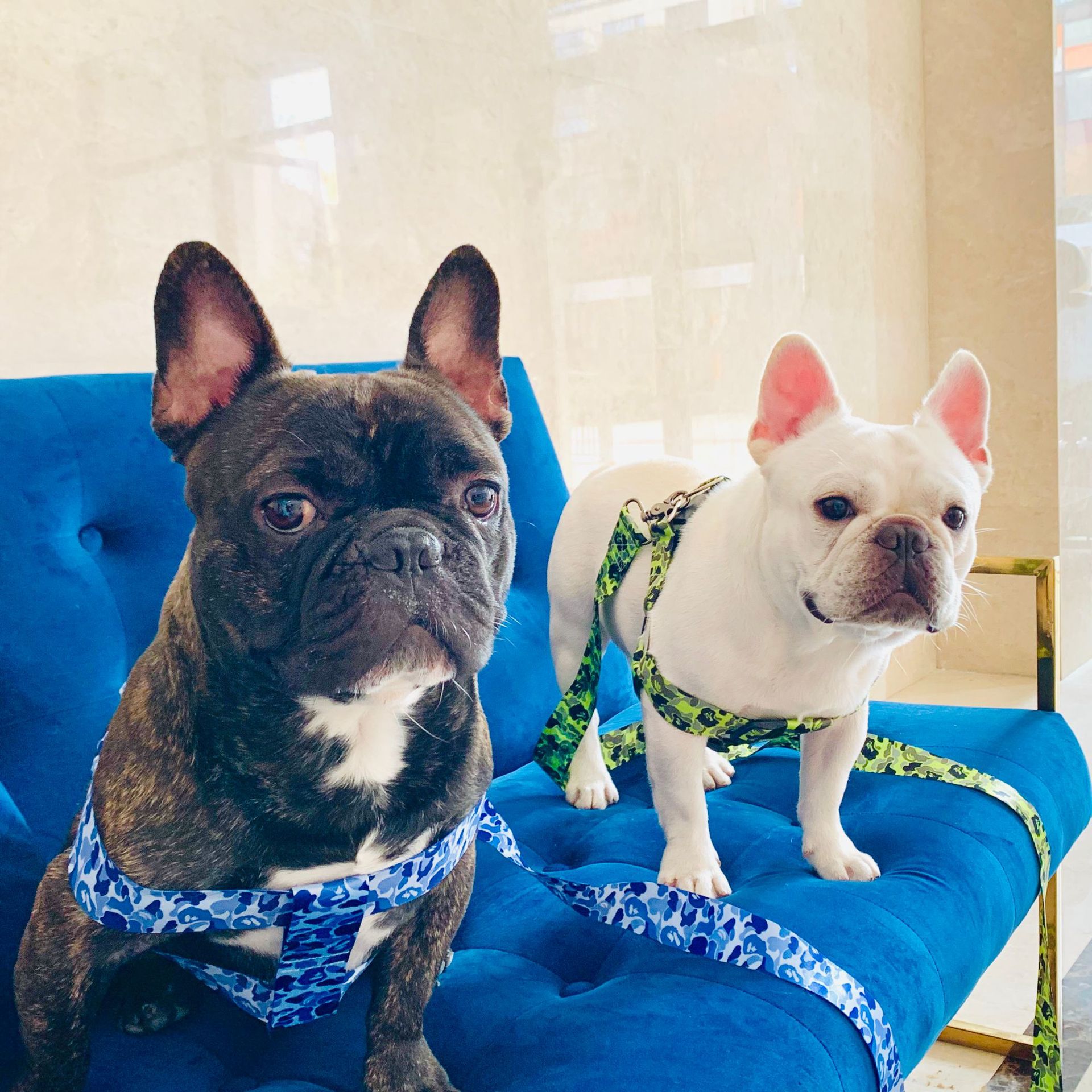 KFX-2920637 Adjustable Chest Strap and Leash for Schnauzers - Durable Polyester, Blue & Fluorescent Options