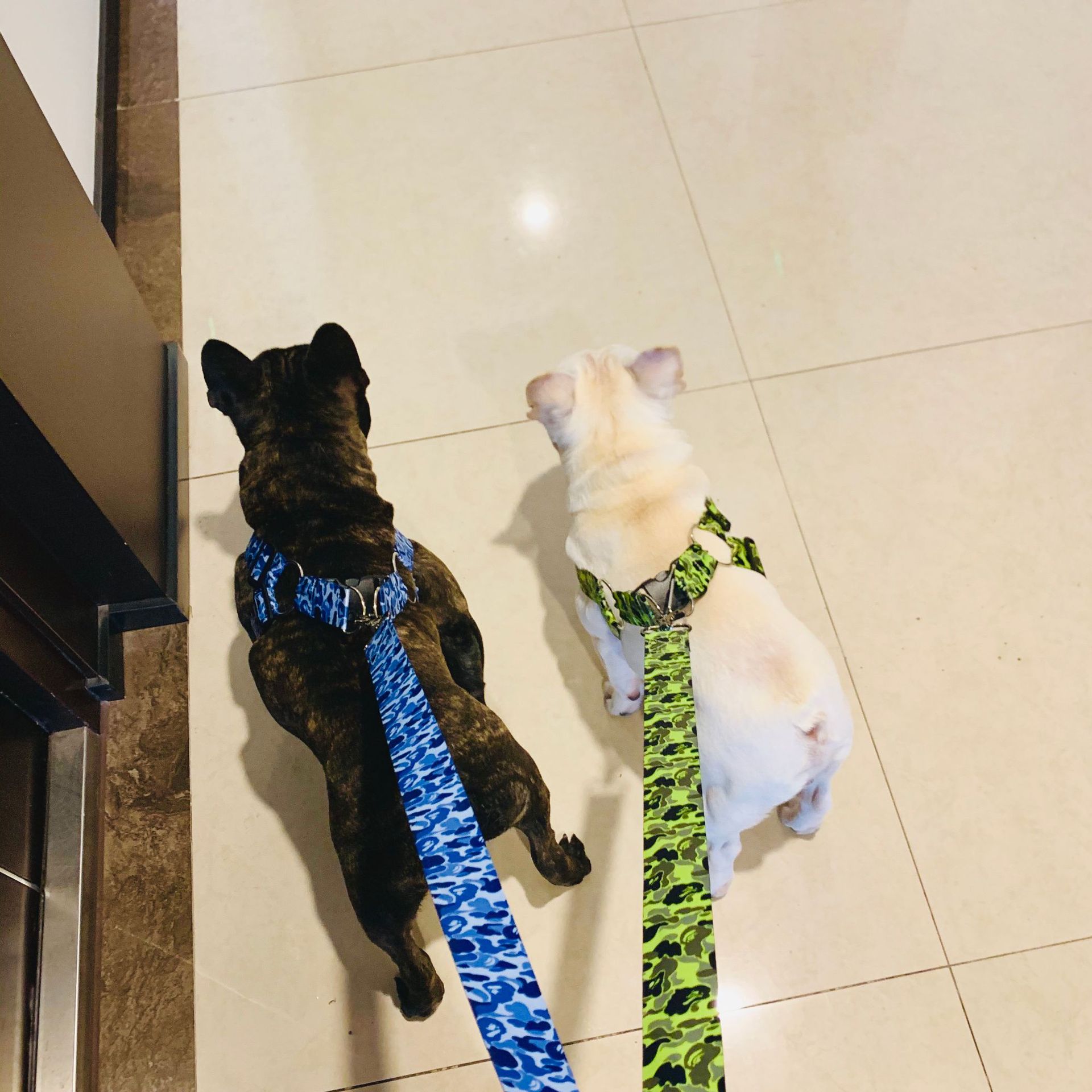 KFX-2920637 Adjustable Chest Strap and Leash for Schnauzers - Durable Polyester, Blue & Fluorescent Options