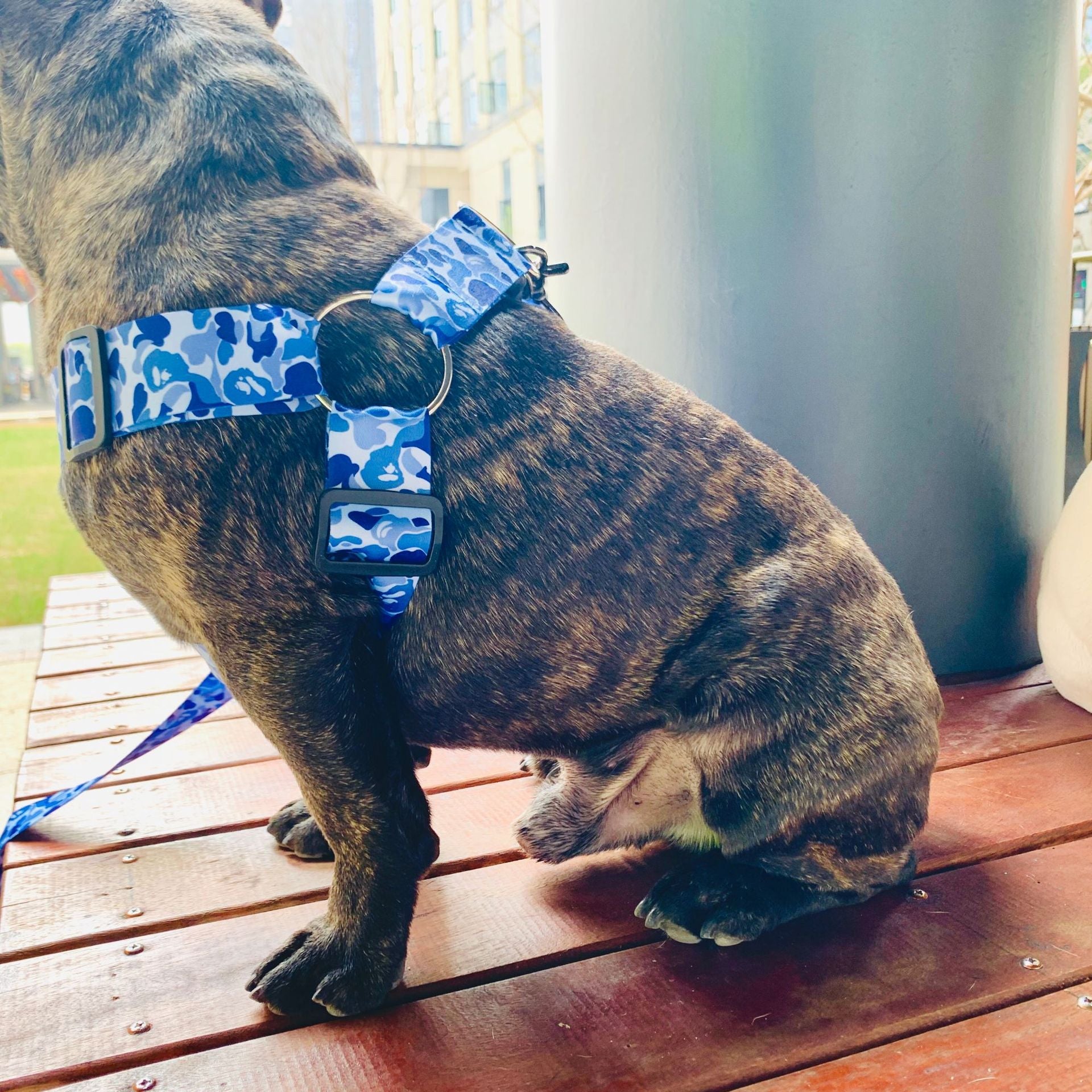 KFX-2920637 Adjustable Chest Strap and Leash for Schnauzers - Durable Polyester, Blue & Fluorescent Options
