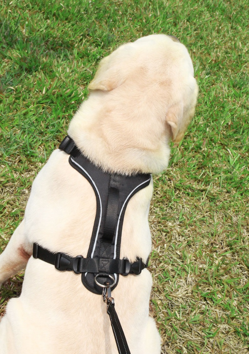 KFX-2959165 Reflective Thoracolumbar Chest Band for Medium and Large Dogs - Durable Nylon Design