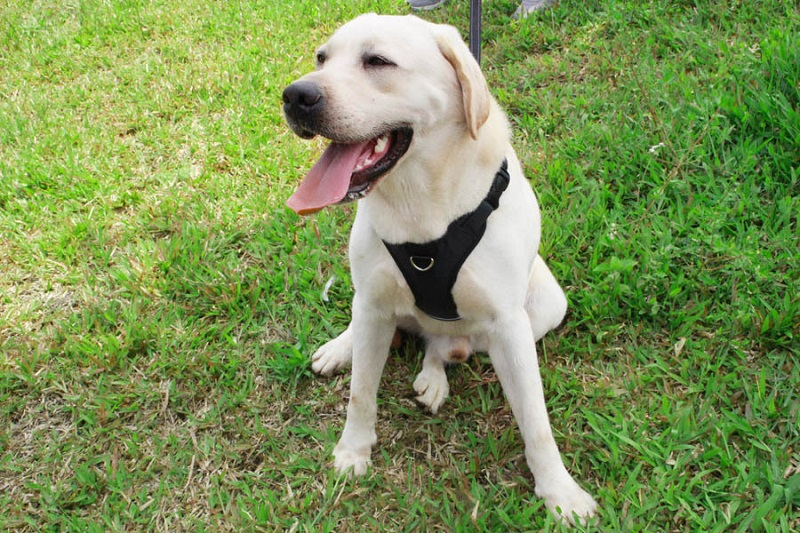 KFX-2959165 Reflective Thoracolumbar Chest Band for Medium and Large Dogs - Durable Nylon Design