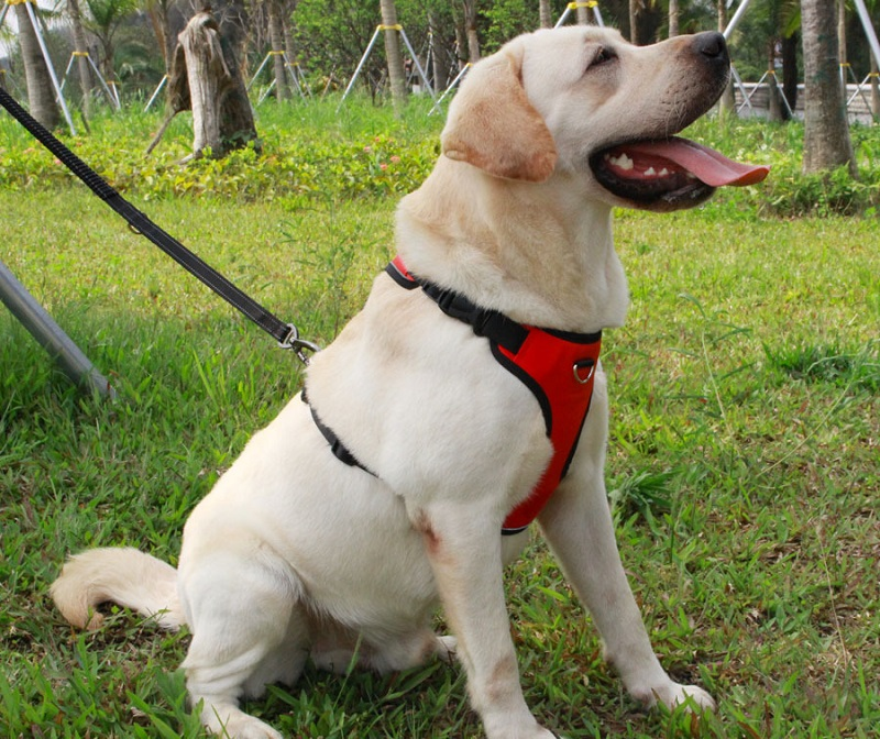 KFX-2959165 Reflective Thoracolumbar Chest Band for Medium and Large Dogs - Durable Nylon Design
