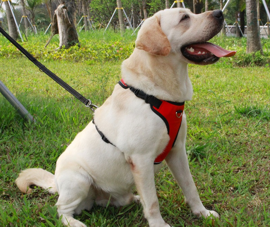 KFX-2959165 Reflective Thoracolumbar Chest Band for Medium and Large Dogs - Durable Nylon Design