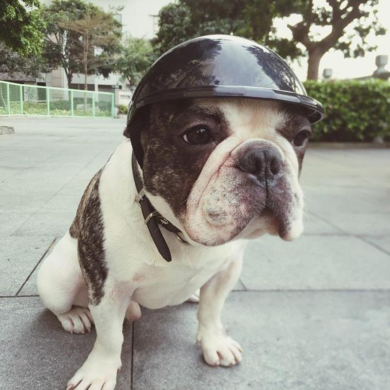 KFX-2966461 Pet Safety Helmet for Small to Large Pets - Durable ABS, Multi-Color Options Available