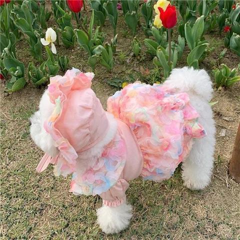 KFX-2983485 Lemon Yellow, Light Shrimp Powder & Lavender Mesh Dog Skirt with Matching Hat