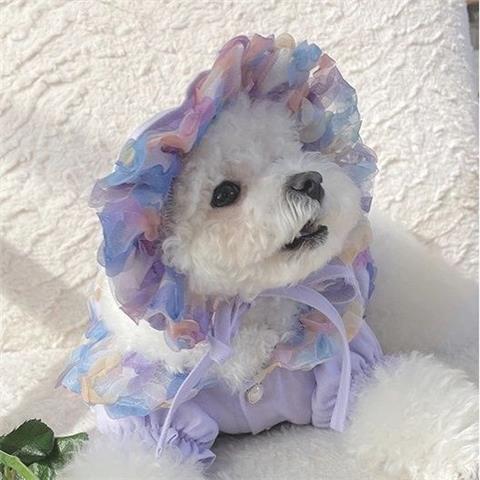 KFX-2983485 Lemon Yellow, Light Shrimp Powder & Lavender Mesh Dog Skirt with Matching Hat