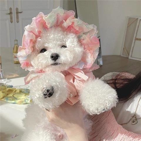 KFX-2983485 Lemon Yellow, Light Shrimp Powder & Lavender Mesh Dog Skirt with Matching Hat