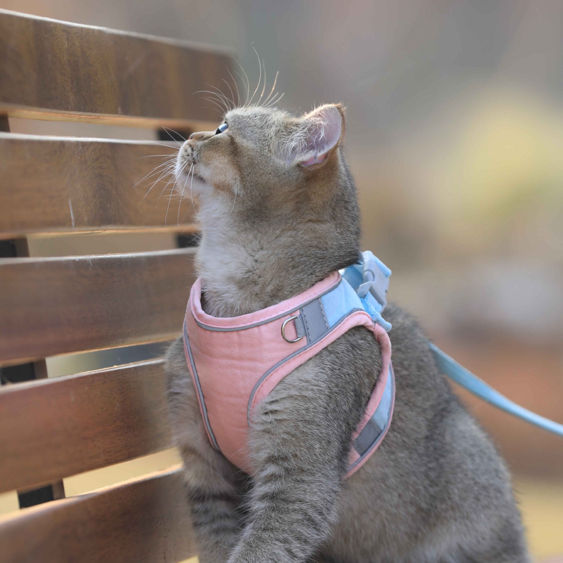 KFX-3036221 Stylish Cat Vest Harness with Walking Rope - Suede Fabric, Adjustable Fit, Safe and Comfortable