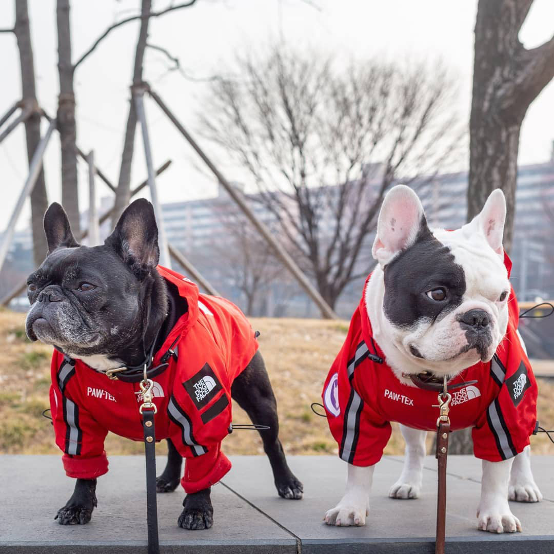 KFX-3050045 Large Dog Raincoat - Waterproof and Windproof, Available in Black and Red, Sizes S-5XL, Made of Durable Polyester
