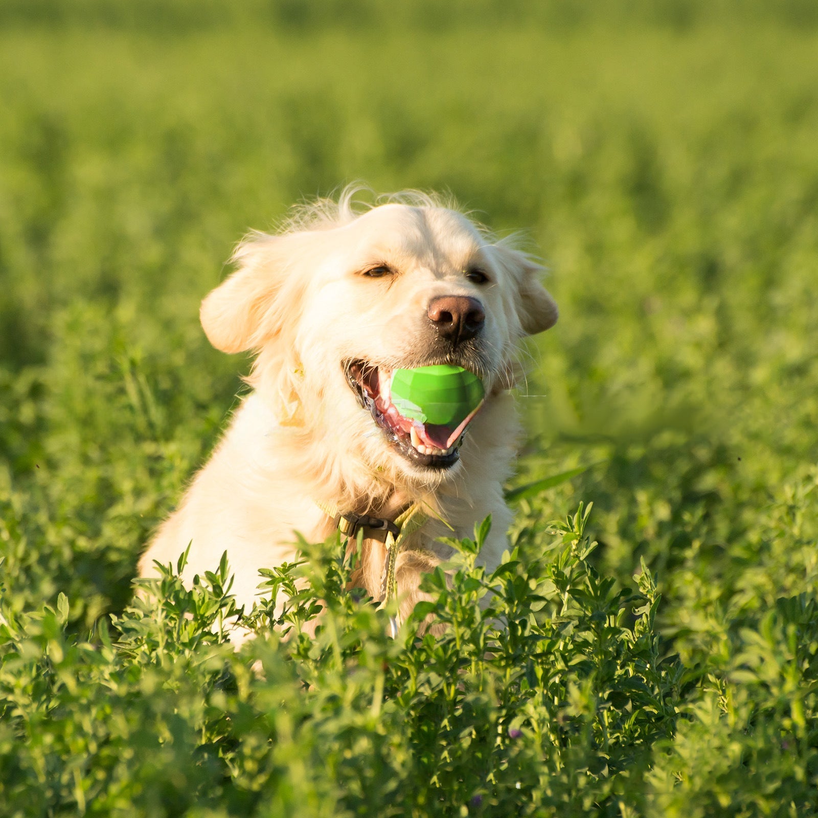 KFX-3067197 Durable Beef Flavor Squeaky Chew Toy for Medium to Large Dogs - Non-Toxic Rubber, Interactive Fetch Ball