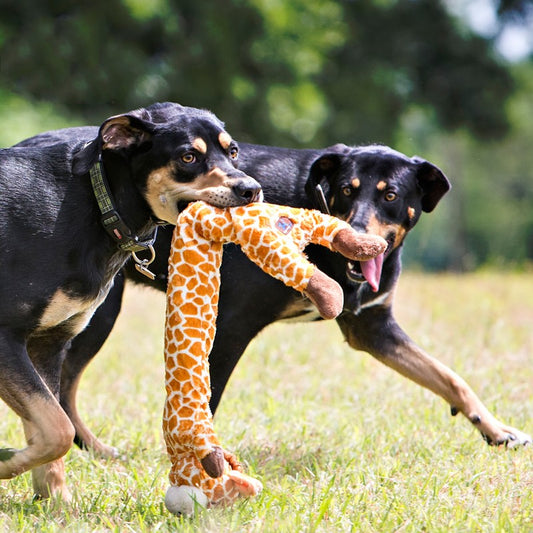 KFX-3070525 Dog Teddy Molar Sound Toy - Bite-Resistant Jacquard Velvet Design for Comfort and Training