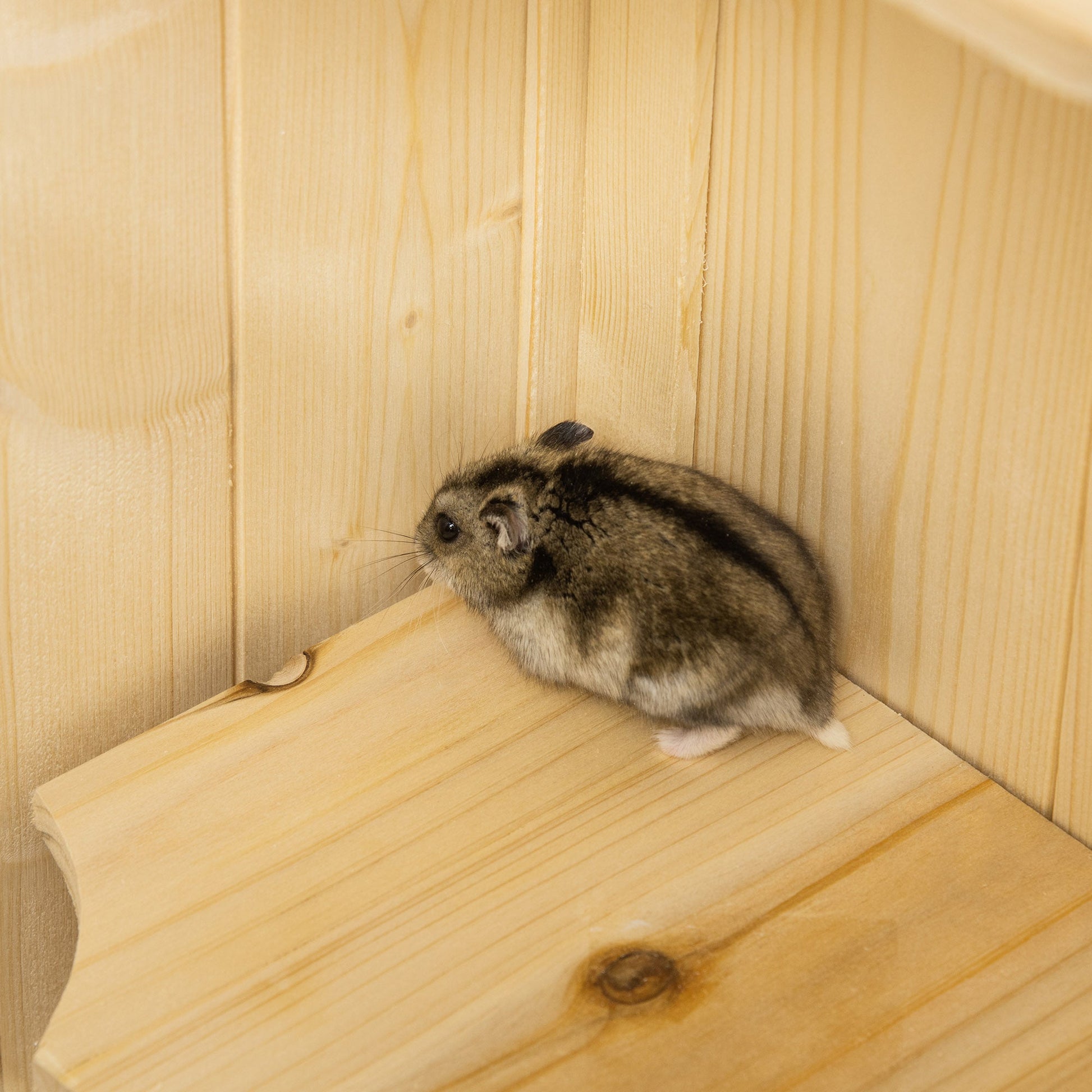 KFX-3111869 5-Tier Wooden Hamster Cage with Openable Top and Storage Shelf for Small Pets