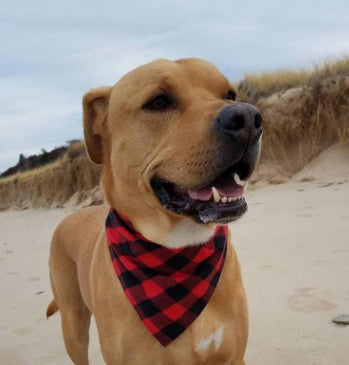 KFX-3121341 Classic Plaid Dog Scarf and Saliva Towel in Red/Black or Black/White - S & M Sizes Available