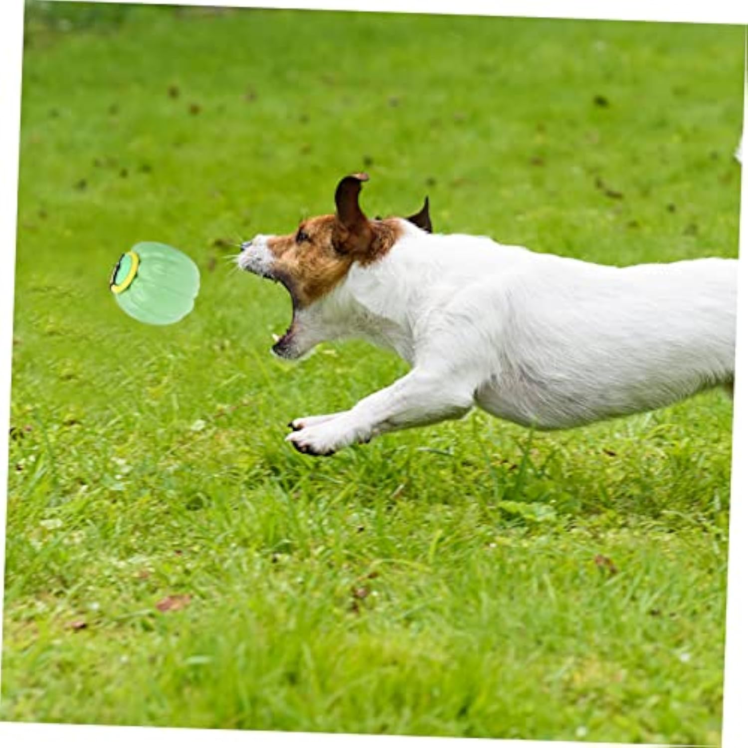 KFX-3235005 Squeaky Dog Training Ball - Puppy Chew Toy for Dental Care and Teething - Halloween Pumpkin Design