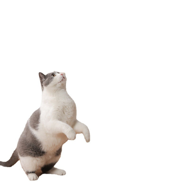 KFX-3249853 Replaceable Feather Cat Stick Toy with Handheld Rod and Accessories