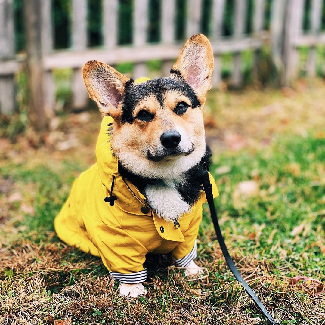 KFX-3279421 Padded Waterproof Dog Raincoat with Retro British Style in Yellow