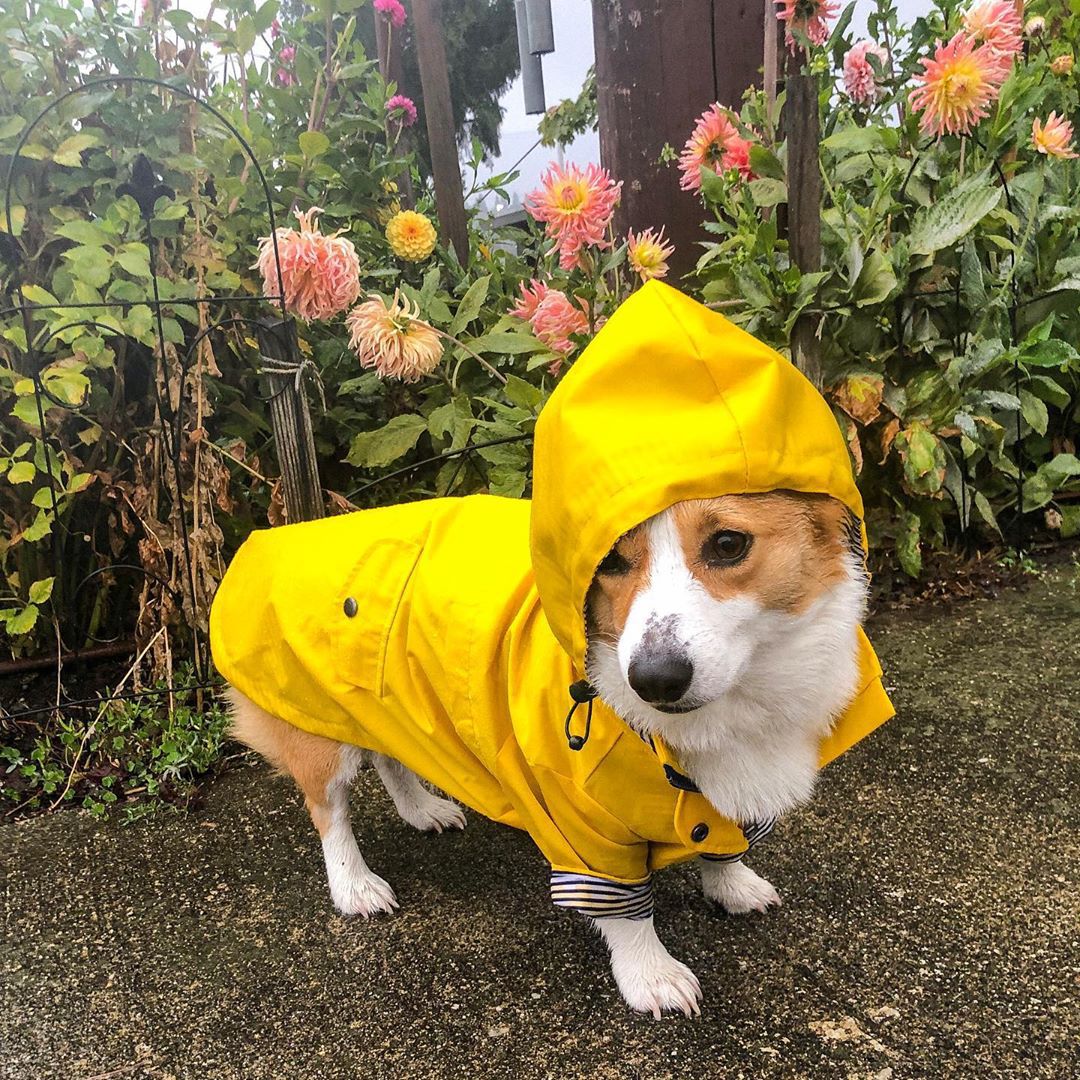 KFX-3279421 Padded Waterproof Dog Raincoat with Retro British Style in Yellow