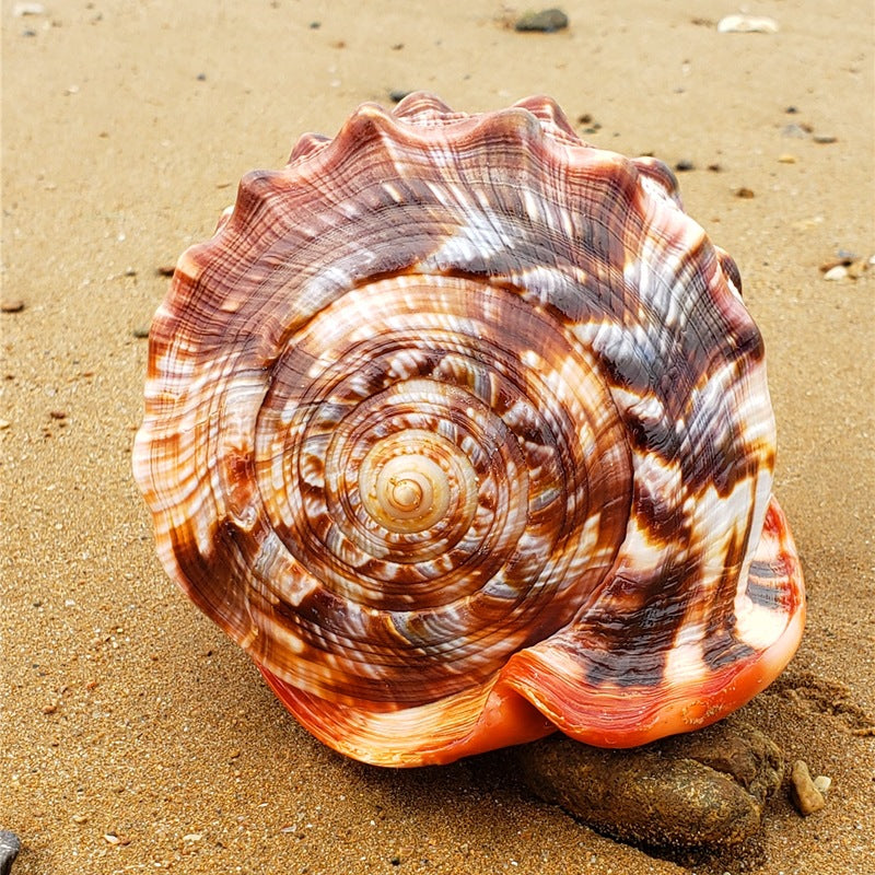 KFX-3313853 Natural Wanbao Snail Conch for Fish Tank and Landscaping - Multiple Sizes Available