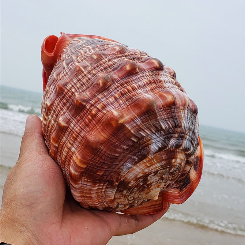KFX-3313853 Natural Wanbao Snail Conch for Fish Tank and Landscaping - Multiple Sizes Available