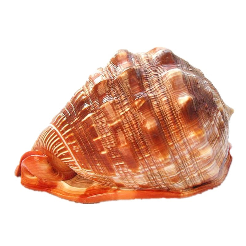 KFX-3313853 Natural Wanbao Snail Conch for Fish Tank and Landscaping - Multiple Sizes Available
