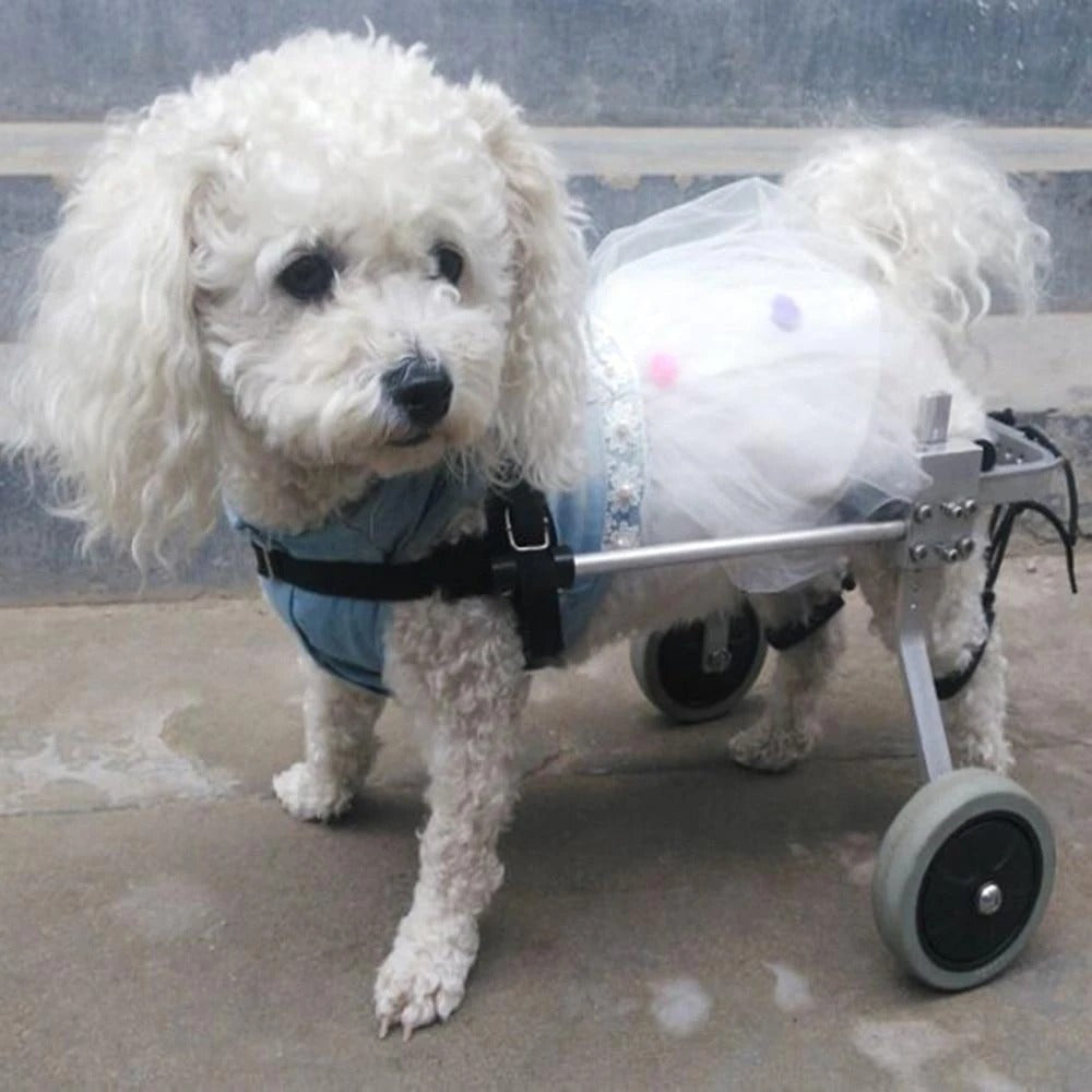 KFX-3350589 Adjustable Dog Wheelchair for Small Breeds - Perfect Support for Mobility Issues