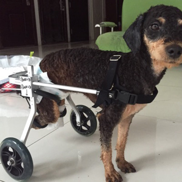 KFX-3350589 Adjustable Dog Wheelchair for Small Breeds - Perfect Support for Mobility Issues