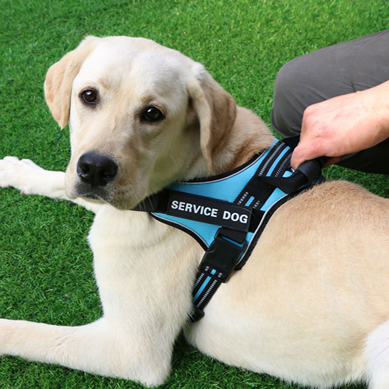 KFX-3358141 Adjustable Chest Strap Vest for Medium to Large Dogs - Sky Blue, Dark Blue, Red, Brown