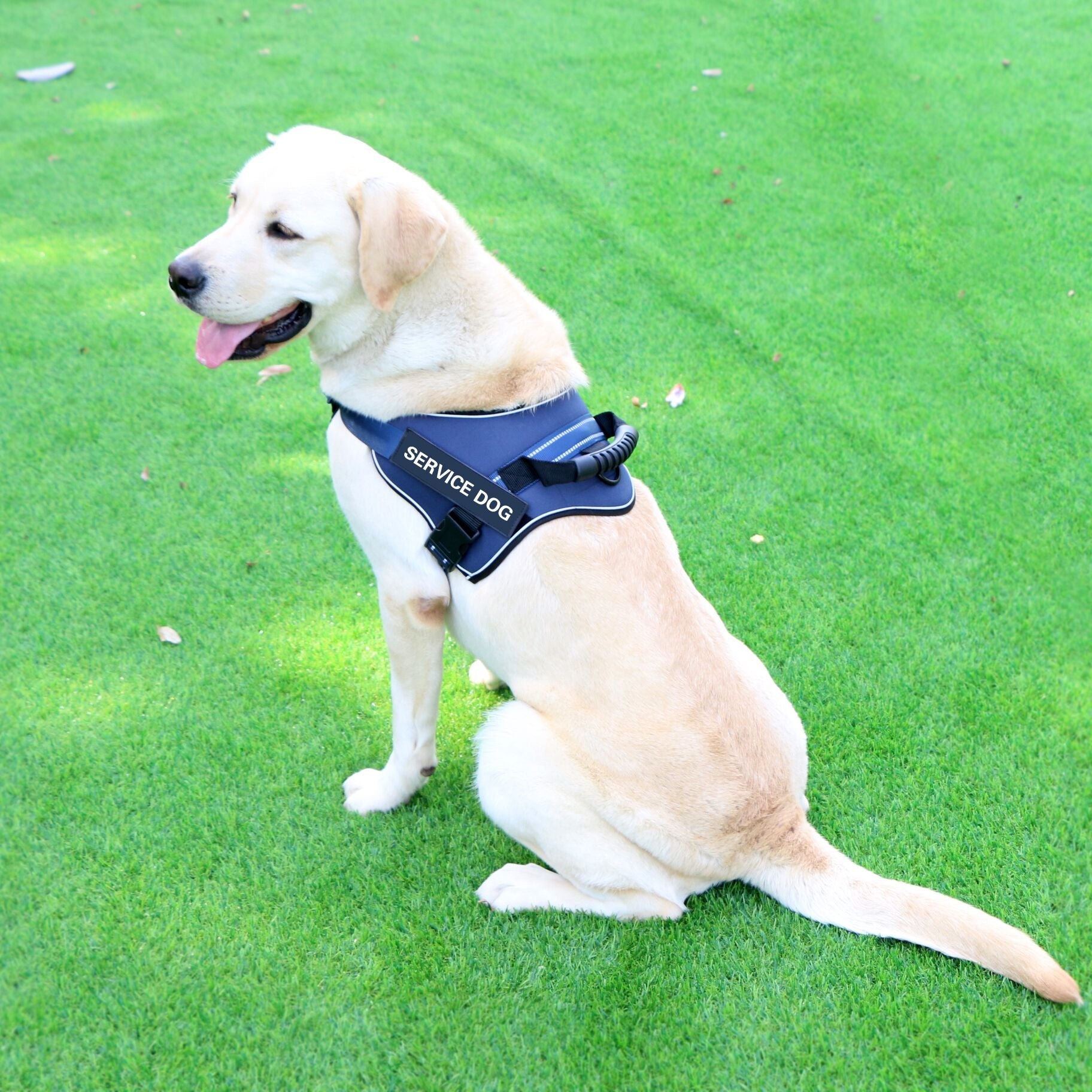 KFX-3358141 Adjustable Chest Strap Vest for Medium to Large Dogs - Sky Blue, Dark Blue, Red, Brown