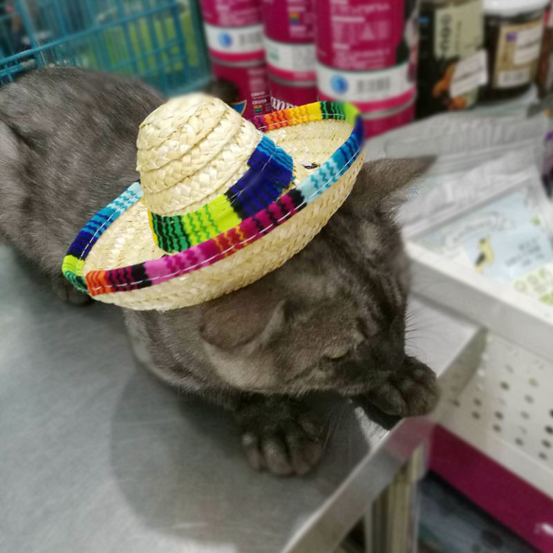 KFX-3369405 Stylish Straw Mini Pet Hat with Adjustable Cotton Rope Strap - One Size