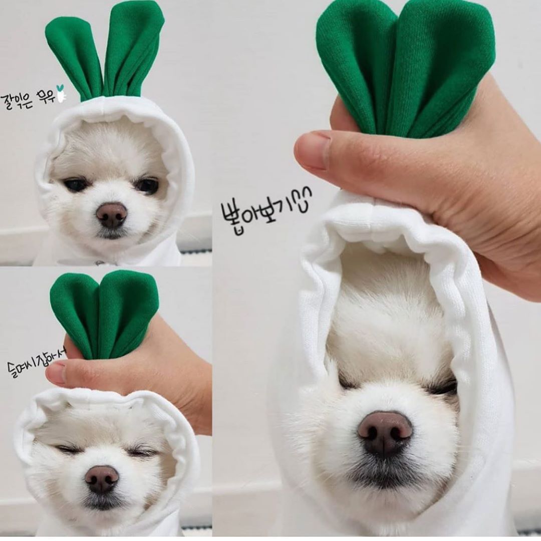 KFX-3381181 Cute Fruit-Themed Hoodies for Small Dogs - Winter Fleece Pet Clothing for Puppies and Kittens