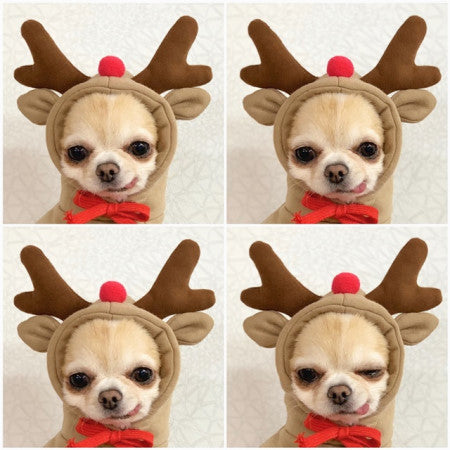 KFX-3381181 Cute Fruit-Themed Hoodies for Small Dogs - Winter Fleece Pet Clothing for Puppies and Kittens