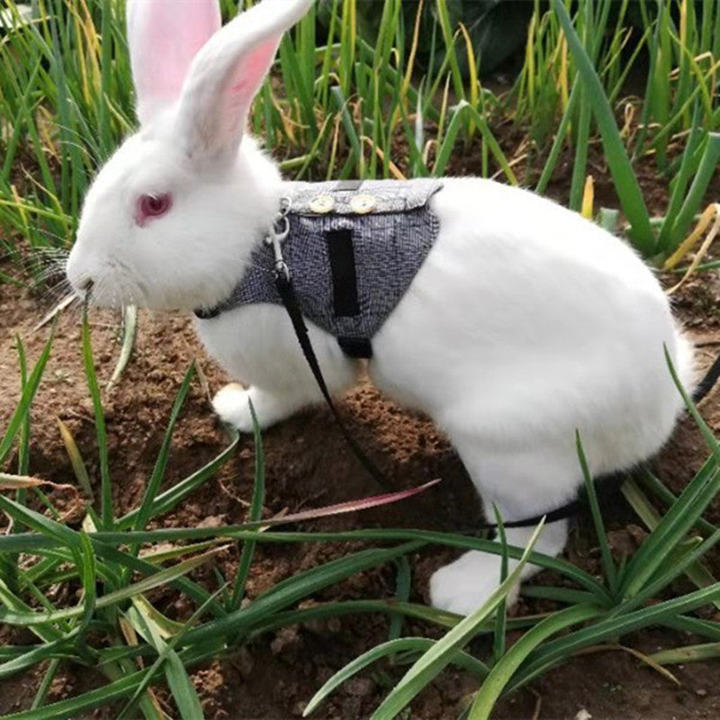 KFX-3385149 Stylish Rabbit Dress with Comfortable Chest Strap Leash for Small Pets