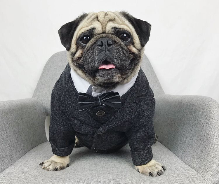KFX-3407293 Casual Coral Fleece Pet Wedding Suit for Dogs - Available in Multiple Sizes