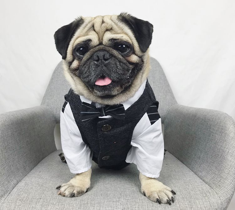 KFX-3407293 Casual Coral Fleece Pet Wedding Suit for Dogs - Available in Multiple Sizes