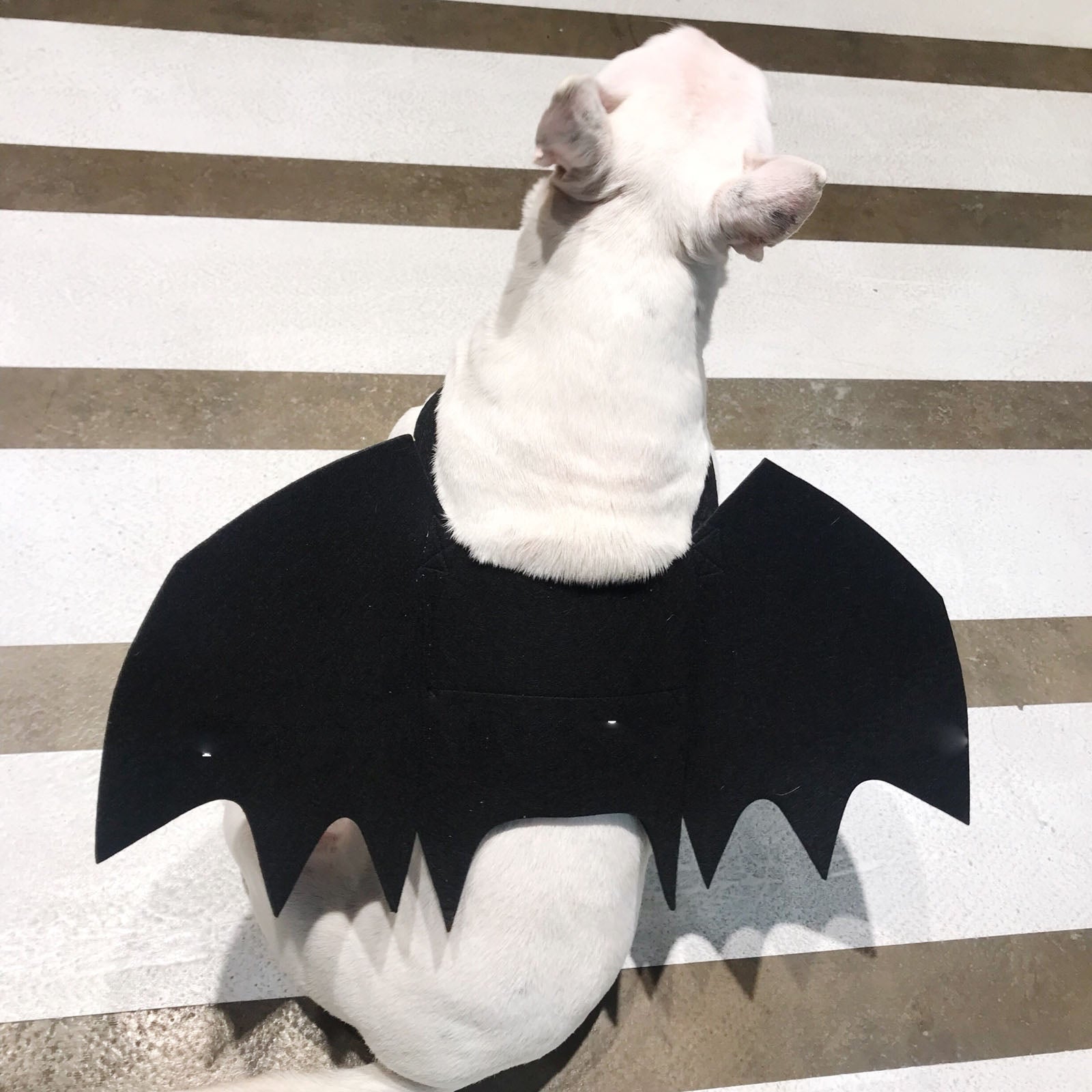 KFX-3443261 Pet Bat Wings Dog Costume Accessory for Small, Medium, and Large Pets