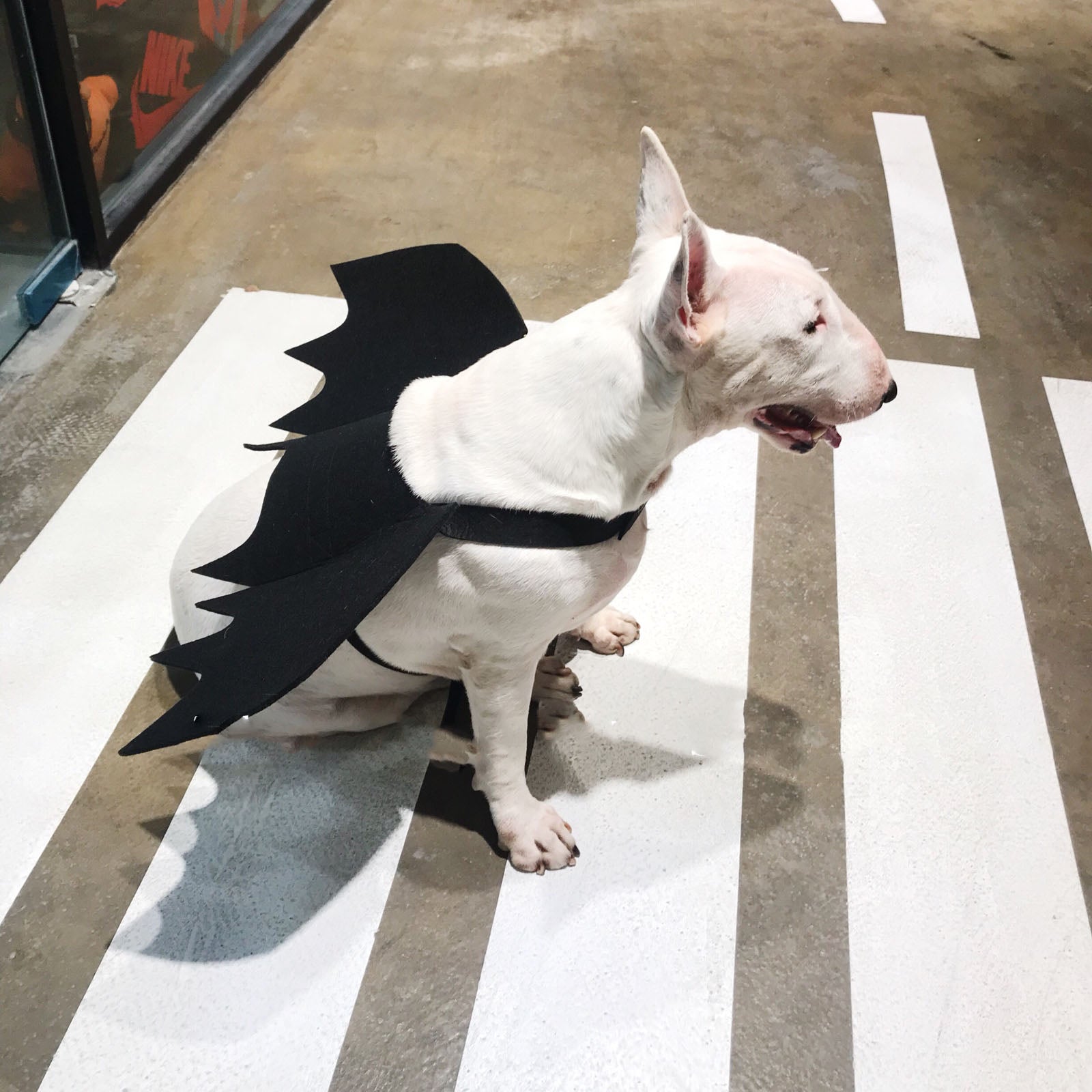 KFX-3443261 Pet Bat Wings Dog Costume Accessory for Small, Medium, and Large Pets