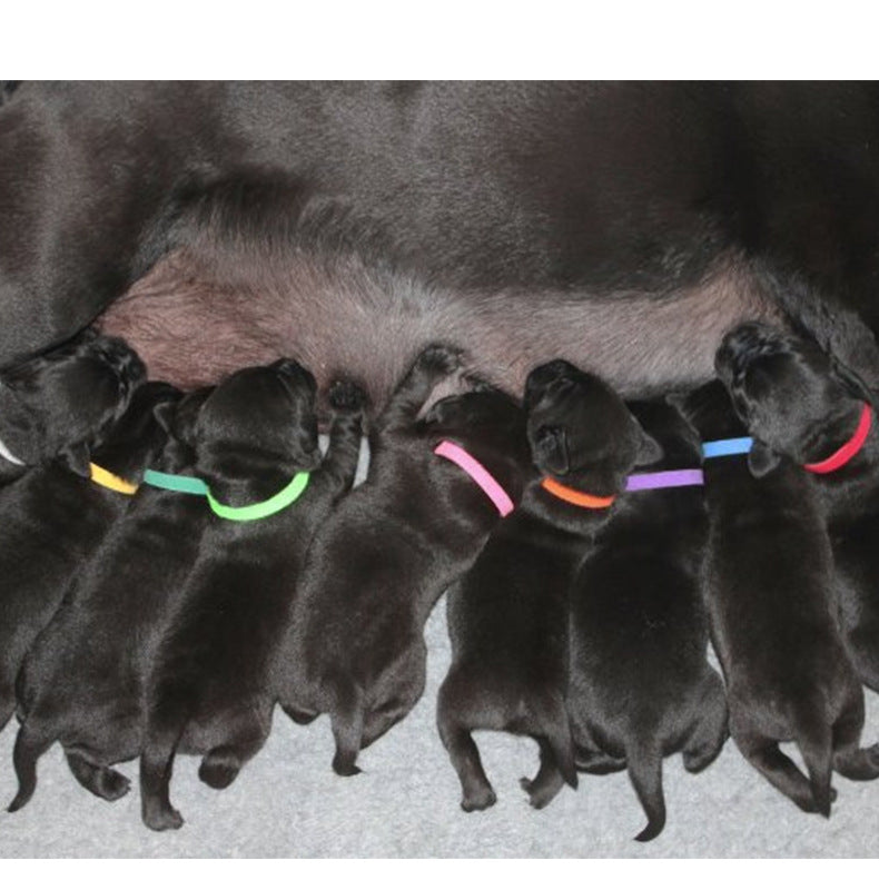 KFX-3459133 Adjustable Rainbow Velcro Identification Collar for Kittens and Puppies, Soft Nylon, Perfect for Newborn Pets