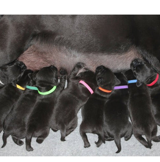 KFX-3459133 Adjustable Rainbow Velcro Identification Collar for Kittens and Puppies, Soft Nylon, Perfect for Newborn Pets