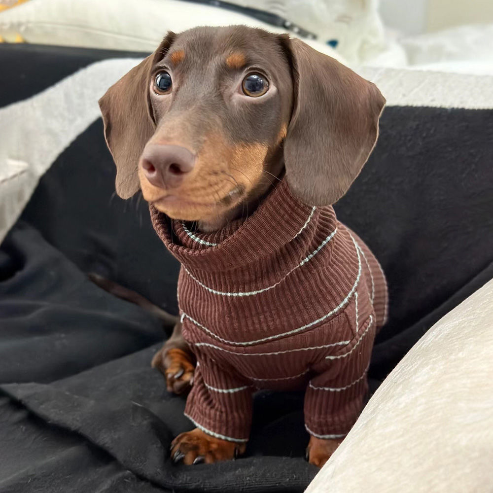 KFX-3468477 Men's Cold Proof Bottoming Apparel in Various Sizes for Pet Wear
