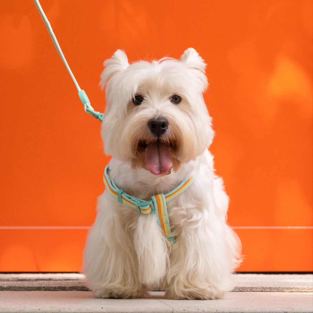 KFX-3487421 Retro Hand-Holding Rope Dog Collar Vest for Small and Medium-Sized Dogs